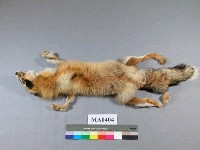 藏品(狐狸)的圖片